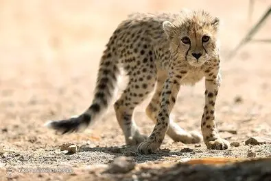 پیروز