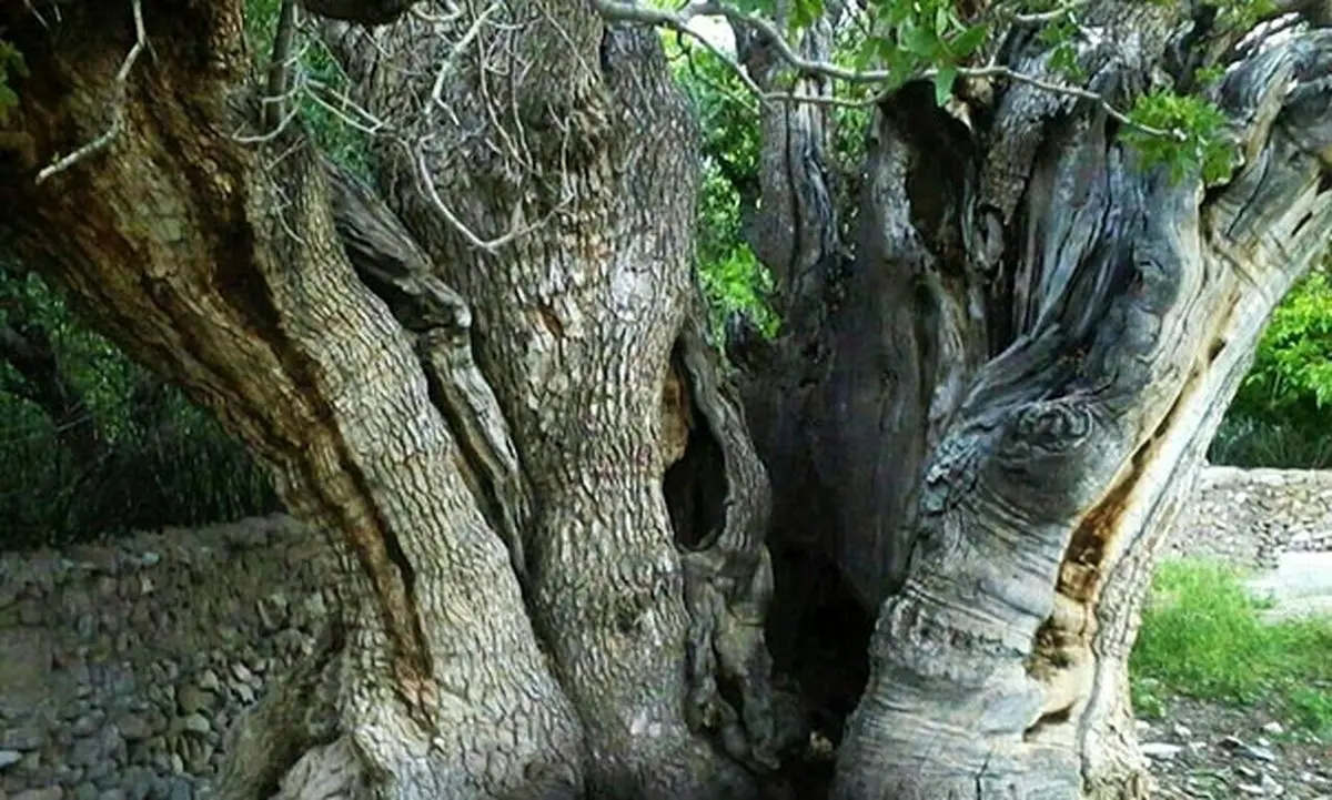 تصویر کهنسال‌ترین درخت پسته جهان با عمر 1500 سال