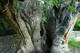 تصویر کهنسال‌ترین درخت پسته جهان با عمر 1500 سال