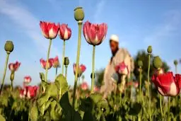 تمجید سازمان ملل از طالبان