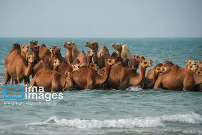 حمام شتر