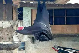 تصویری نادر از روباه پرنده