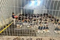 شهادت ۳۶ اسیر فلسطینی در پایگاه ارتش رژیم اسرائیل