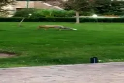 تصاویر ورود روباه به بانک مرکزی