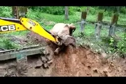 نجات عجیب یک فیل از سقوط و تشکر حیوان از بیل مکانیکی