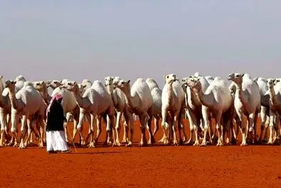 شترسواری