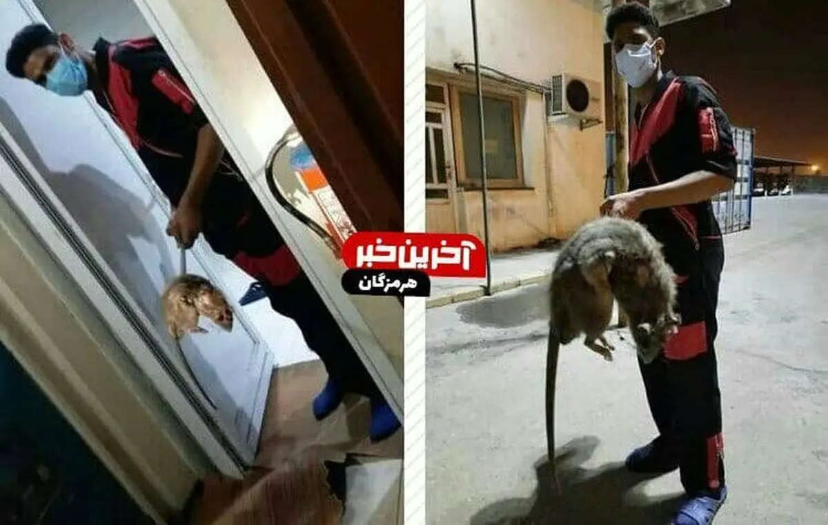 راز موش عظیم الجثه در بندرعباس؛عکس