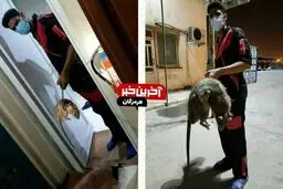 راز موش عظیم الجثه در بندرعباس؛عکس
