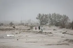 تصاویر سکوتی غمناک در بستر هامون
