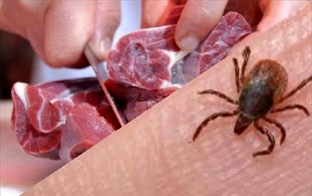 خبر فوری | شیوع تب کریمه در مازندران| هشدار درباره خرید گوشت