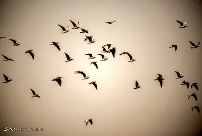 میانکاله