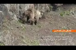 تصاویر دیده شدن خرس ماده به همراه سه توله در کوه البرز