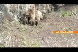 تصاویر دیده شدن خرس ماده به همراه سه توله در کوه البرز