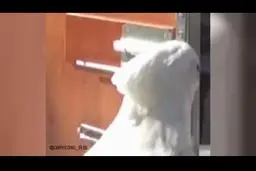 توانایی دیدنی‌طوطی شاه کلید باز؛فیلم