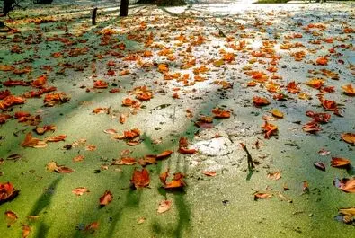 پائیز بهشتی