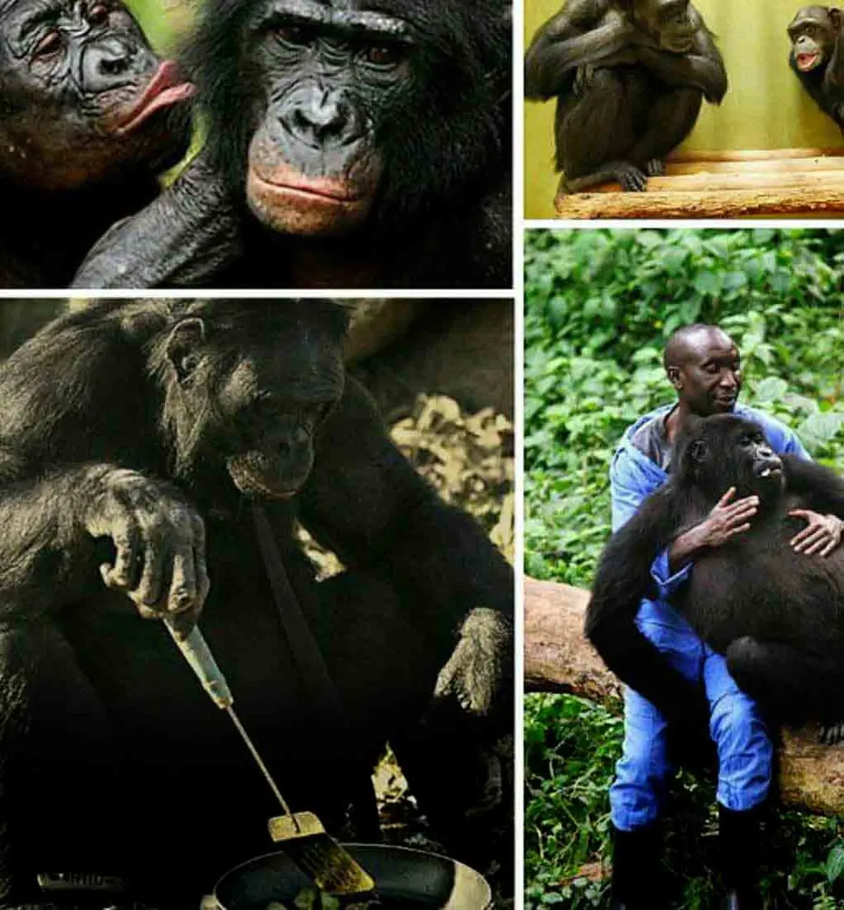 تنها موجود جهان به جز انسان که نیمرو درست می کند