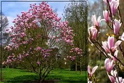 معرفی درخت زینتی مناسب محوطه سازی باغ و ویلا