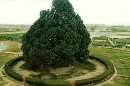 قدیمی ترین موجود زنده ایران