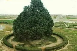 قدیمی ترین موجود زنده ایران
