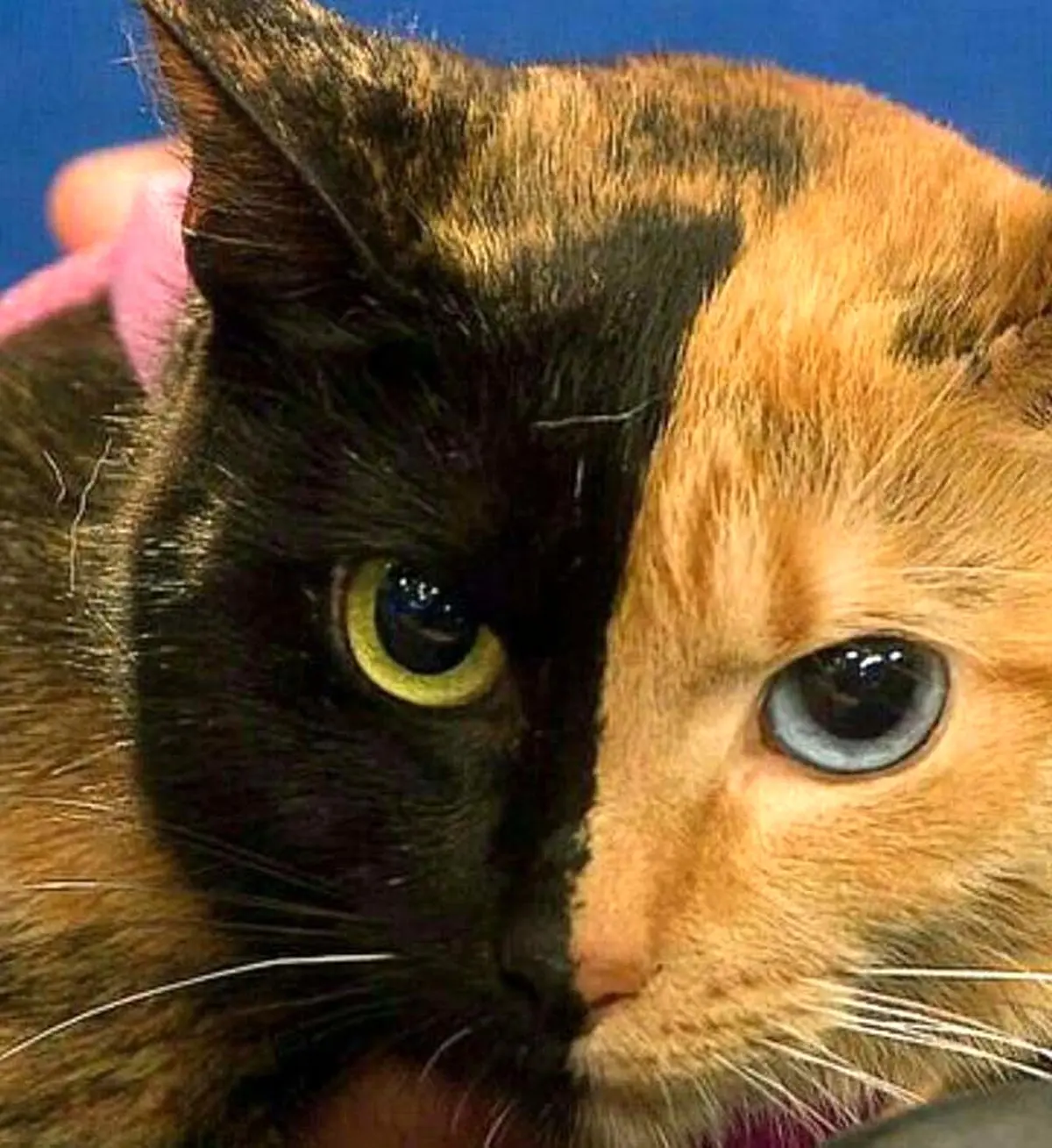 تصویر نزدیک از عجیب ترین گربه دنیا