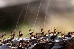 لحظه پاشیدن اسید توسط مورچه ها برای دفاع از لانه‌