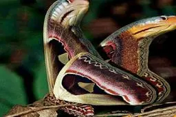 پروانه ایی که خودرا شکل افعی می کند