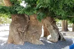  آتش گرفتن درخت چنار ۷۵۰ ساله مشهور