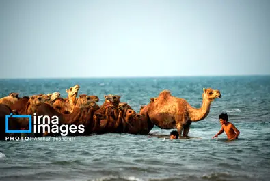 حمام شتر