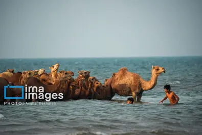 حمام شتر