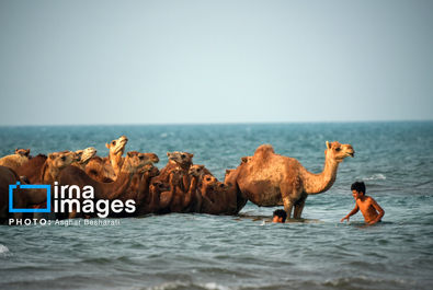 حمام شتر