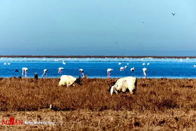 شکار پرندگان