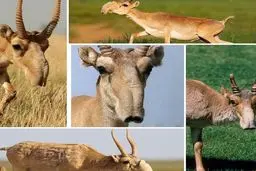 تصاویر زشت ترین بز کوهی دنیا(کل ساگایی)