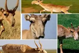 تصاویر زشت ترین بز کوهی دنیا(کل ساگایی)
