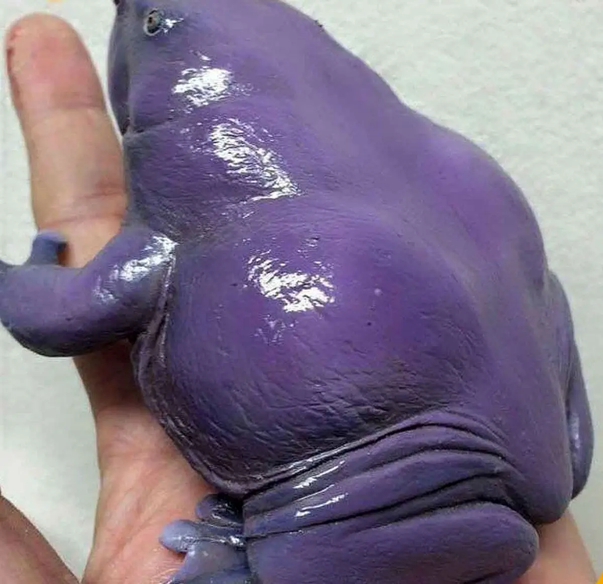 تصویر قورباغه بنفش هندی جزء ده جانور عجیب جهان