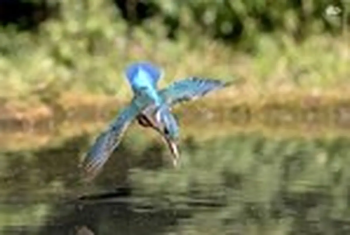 تصاویر جالبی از لحظه شکار مرغ ماهی خوار