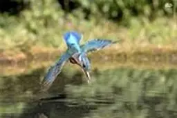 تصاویر جالبی از لحظه شکار مرغ ماهی خوار