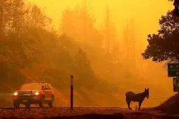 گرفتار شدن حیوانات در میان شعله‌های آتش / تصاویر