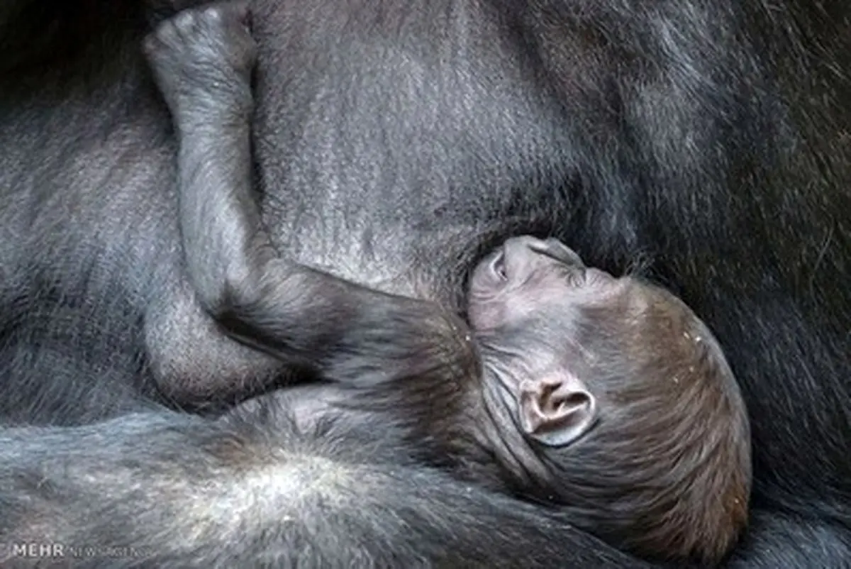 تصاویر دیدنی از بچه داری حیوانات در حیات وحش