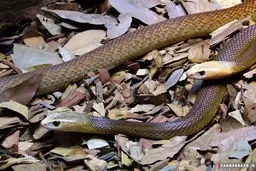 يافته‌اي ترسناک درباره‌ي استراتژي شکار «مار»‌ها