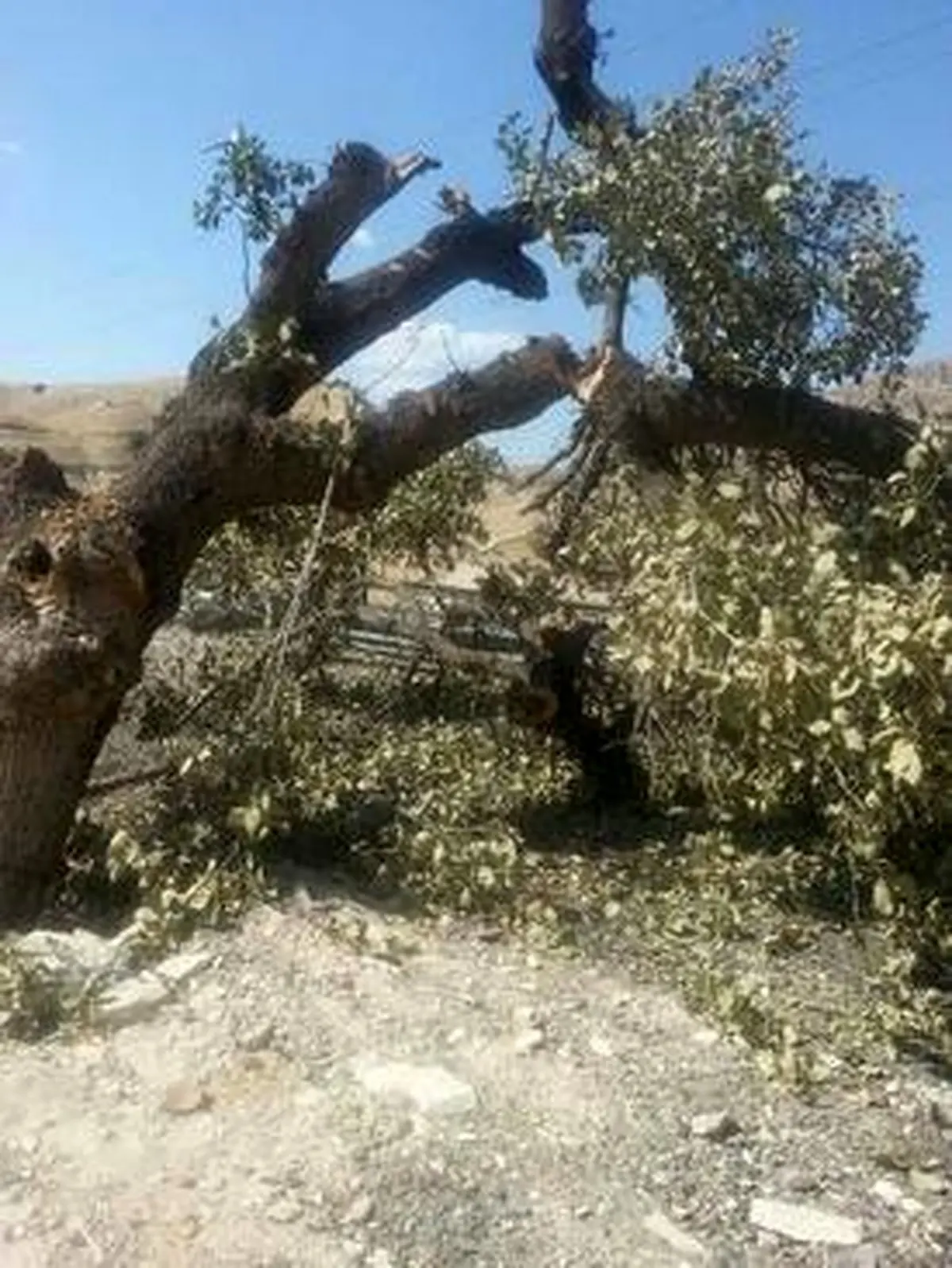 انتقام عجیب راننده متخلف از پلیس/تصاویر