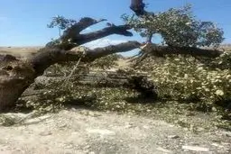 انتقام عجیب راننده متخلف از پلیس/تصاویر