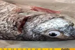 ماهی فروش شیاد / تصاویر