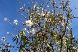 بام ایران بهاری شد + عکس