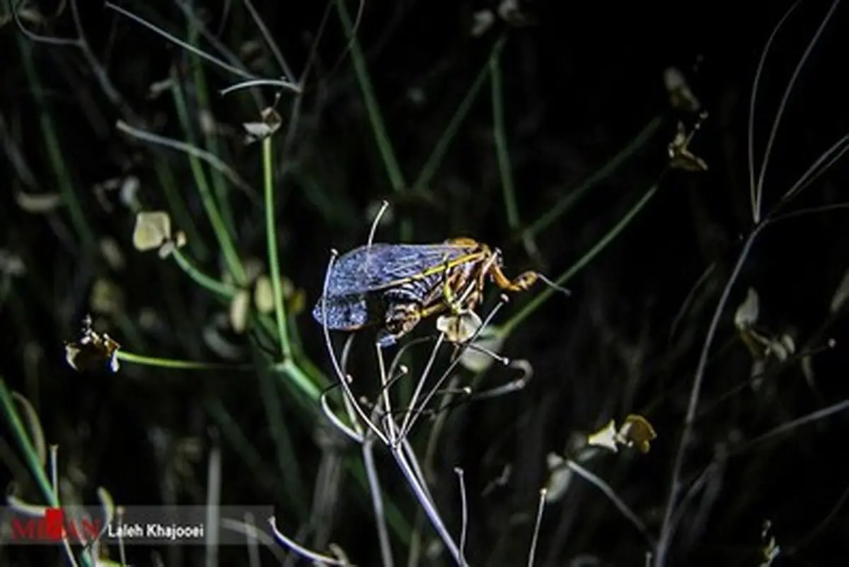 وقتی جیرجیرک دارو می شود؛تصاویری از فروش و طبخ جیرجیرک در کرمان!