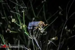 وقتی جیرجیرک دارو می شود؛تصاویری از فروش و طبخ جیرجیرک در کرمان!