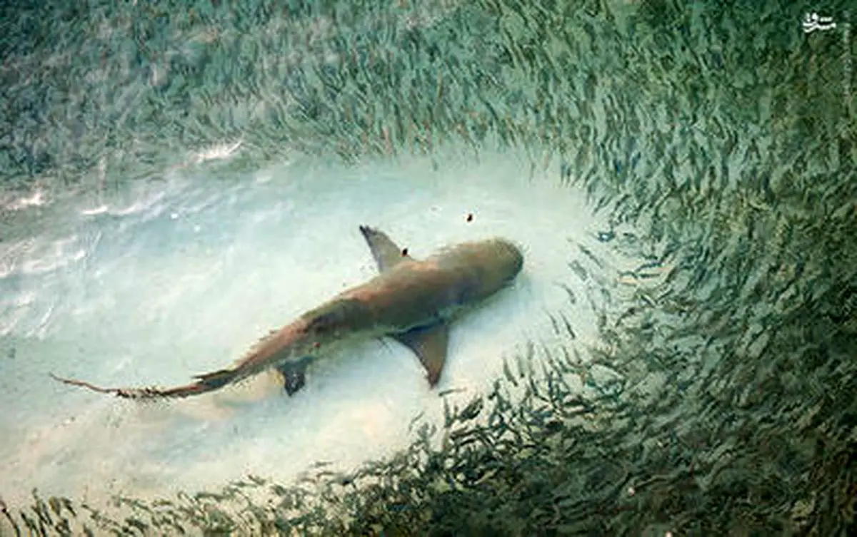 دیدنی‌های حیات وحش/تصاویر