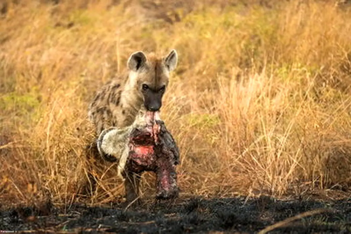 دور افتخار کفتار با سر یک شیر / تصاویر