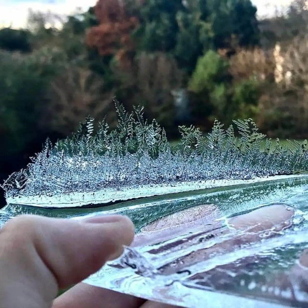 تصویری زیبا از جنگل یخی!