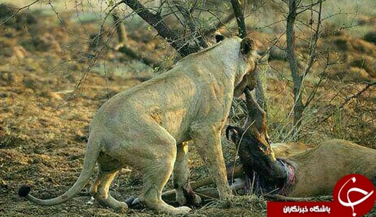 تصاویر شگفت انگیز از شیری که یک آهوی باردار را شکار کرد