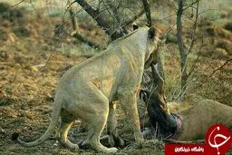 تصاویر شگفت انگیز از شیری که یک آهوی باردار را شکار کرد
